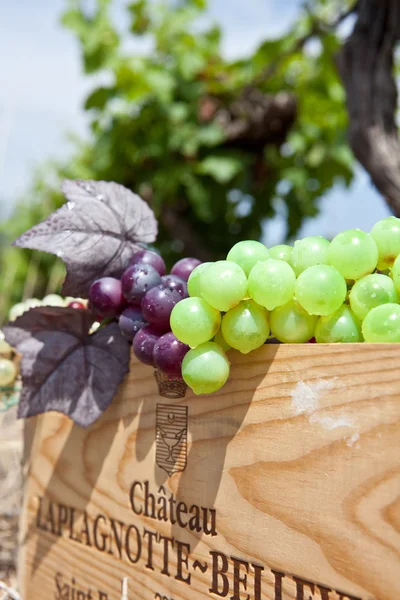 Grape plockning — Stockfoto