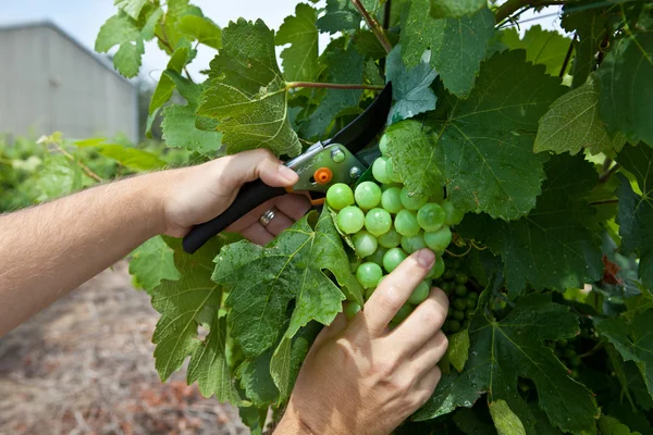 Weinlese — Stockfoto