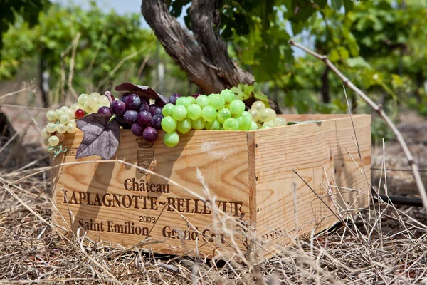 Recogida de uvas —  Fotos de Stock