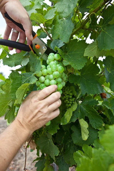 Zbieranie winogron — Zdjęcie stockowe