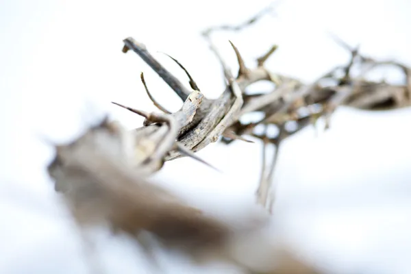 Crown of Thorns — Stock Photo, Image