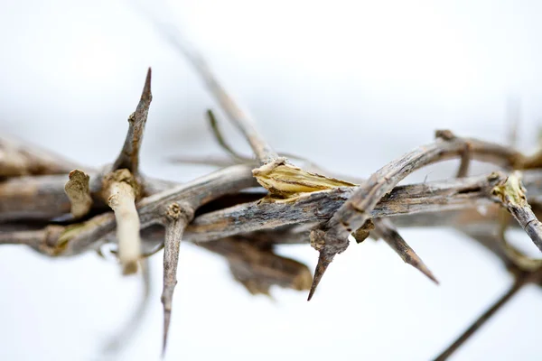 Crown of Thorns — Stock Photo, Image