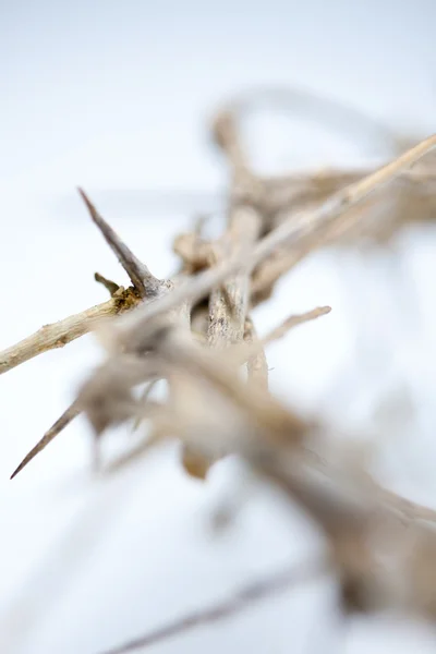 Crown of Thorns — Stock Photo, Image