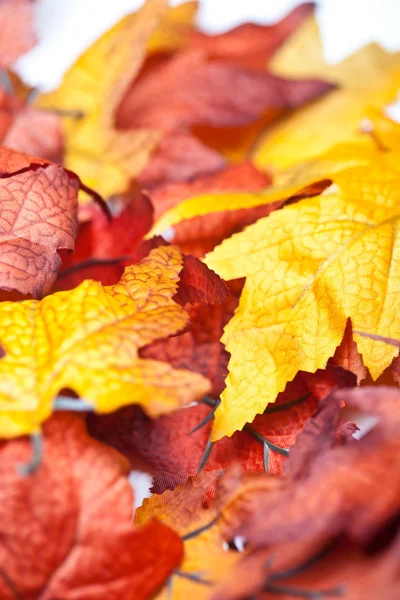 Herfst bladeren — Stockfoto