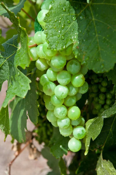 Grapevine — Stockfoto