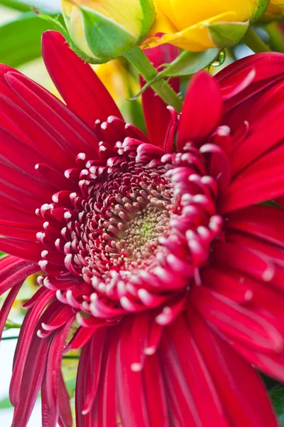 Boquet de flores —  Fotos de Stock