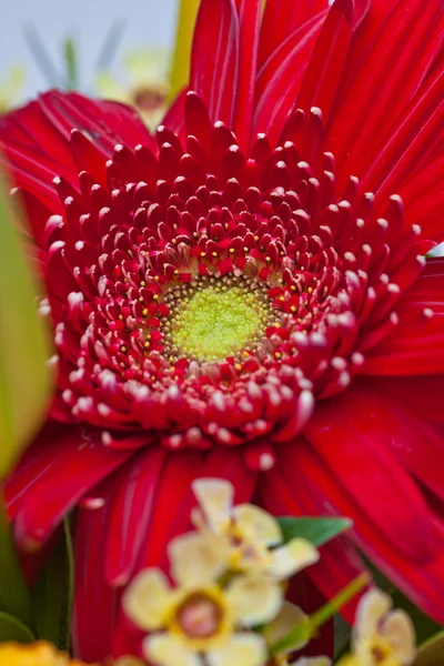 花ボケ — ストック写真