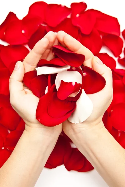 Handful of Roses — Stock Photo, Image