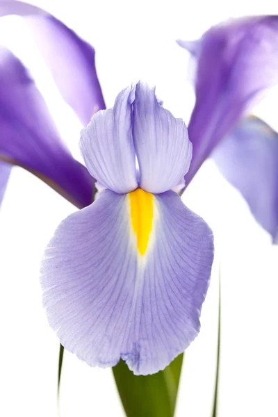 Iris — Stockfoto