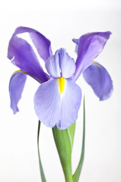 Iris — Stockfoto