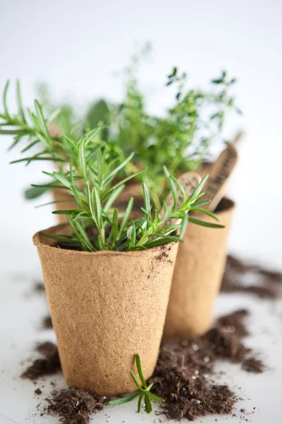 Jiffy Pots — Stock Photo, Image