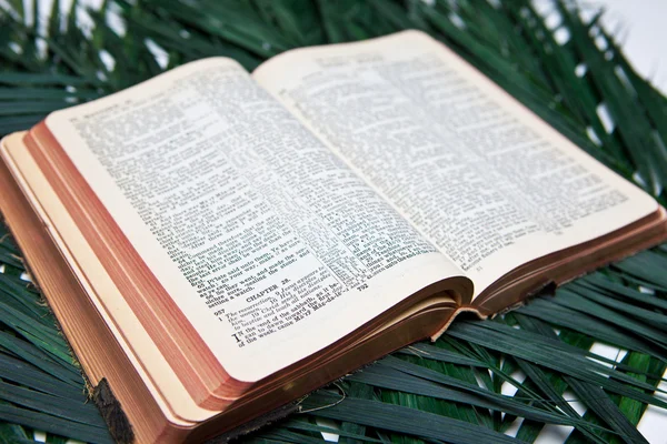 Biblia con palmas — Foto de Stock