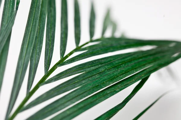 Palme sul bianco — Foto Stock