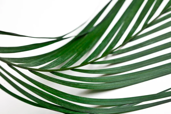 Palms on White — Stock Photo, Image