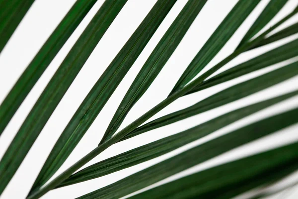 Palmen op wit — Stockfoto