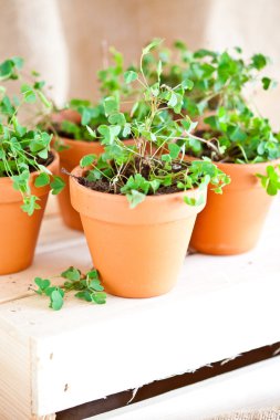 yonca Saksı bitkiler