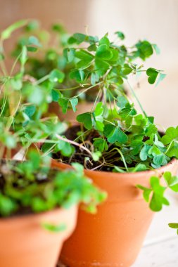 yonca Saksı bitkiler