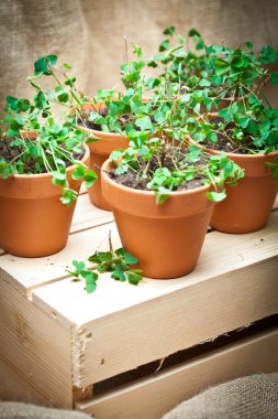 yonca Saksı bitkiler