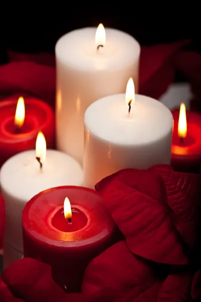 Poinsettia Centerpiece — Stock Photo, Image