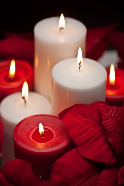 Poinsettia Centerpiece — Stock Photo, Image