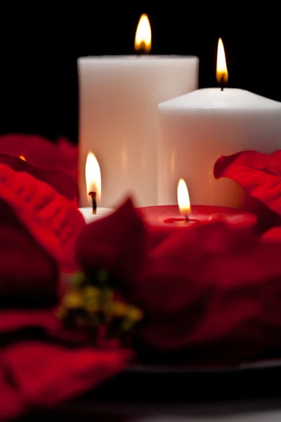 Poinsettia Centerpiece — Stock Photo, Image