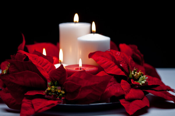 Poinsettia Centerpiece