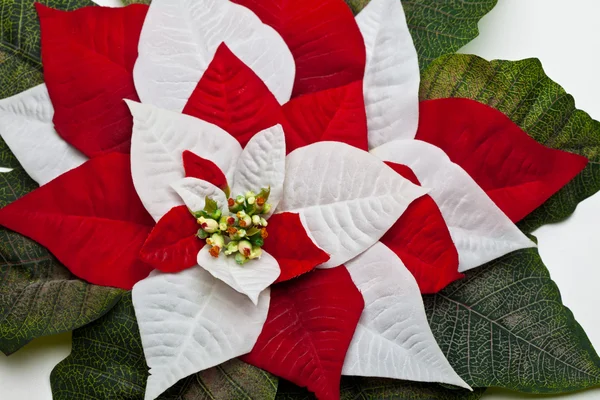 Folhas de Poinsettia — Fotografia de Stock