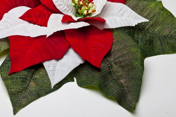 Folhas de Poinsettia — Fotografia de Stock