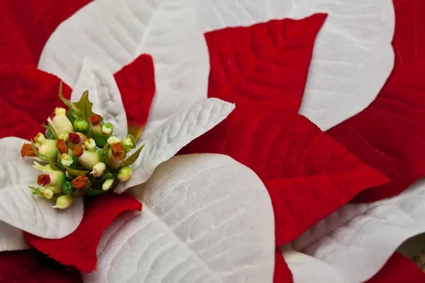 Poinsettia pozostawia — Zdjęcie stockowe