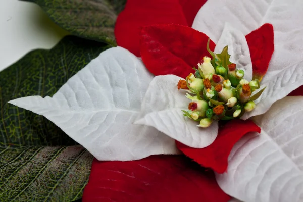 Hojas de Poinsettia — Foto de Stock