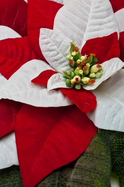 Folhas de Poinsettia — Fotografia de Stock