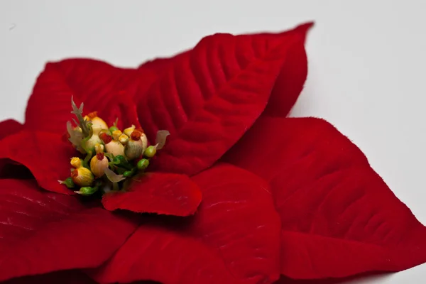 Weihnachtsstern blättert — Stockfoto