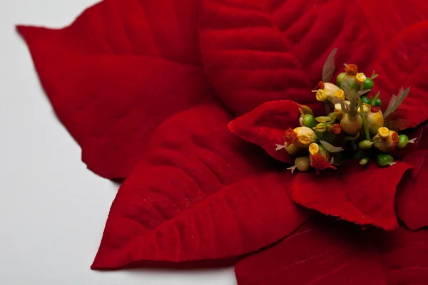 Feuilles de poinsettia — Photo