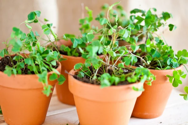 Potted Clover Plants — Stock Photo, Image