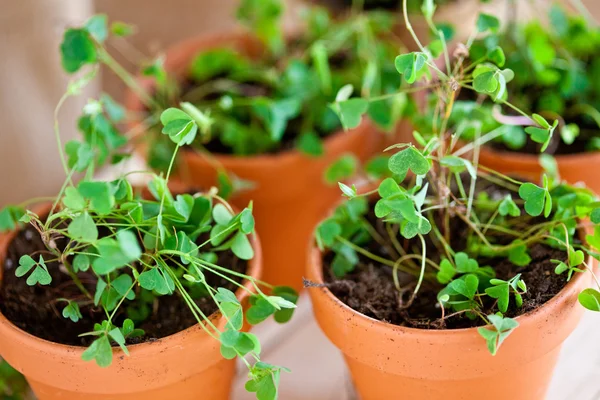 Potted Clover Plants — Stock Photo, Image