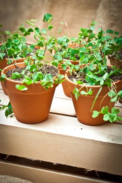Potted Clover Plants — Stock Photo, Image