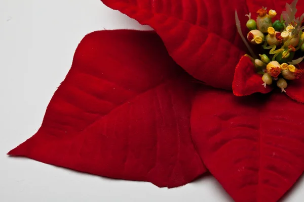 Poinsettia Leaves Stock Picture