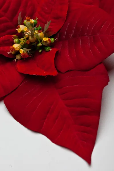 Poinsettia Leaves Royalty Free Stock Images