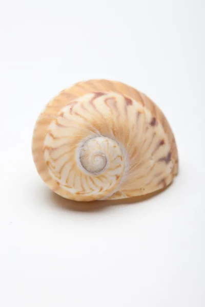 Sea Shell — Stock Photo, Image