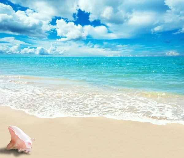 Shell on Beach — Stock Photo, Image