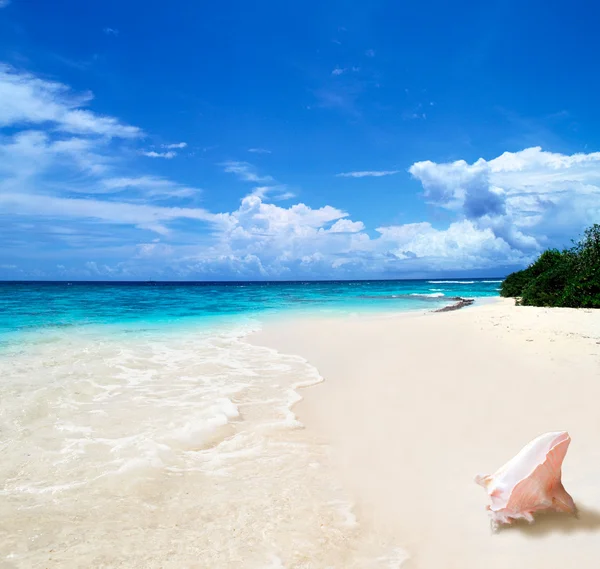 Shell on Beach — Stock Photo, Image