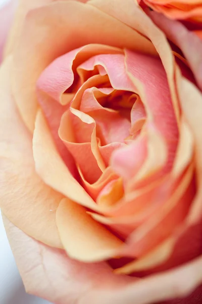 Copo de chá Flores — Fotografia de Stock