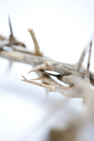 Thorns — Stock Photo, Image