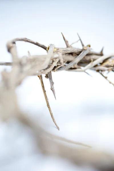 Thorns — Stock Photo, Image