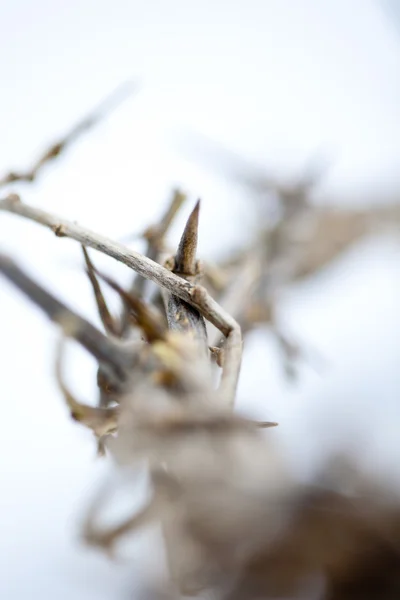 Thorns — Stock Photo, Image