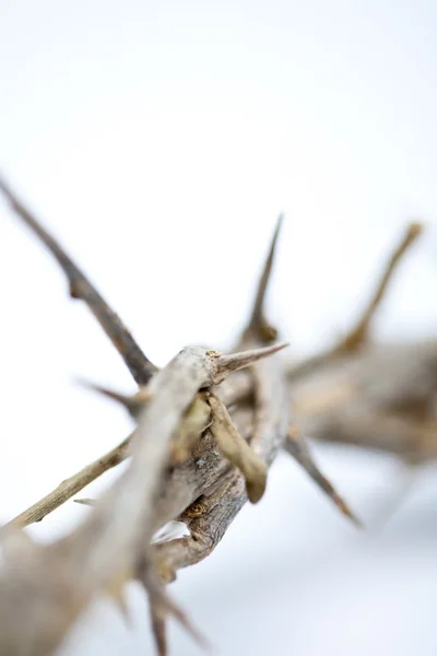 Thorns — Stock Photo, Image