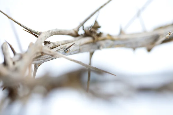 Thorns Stock Image