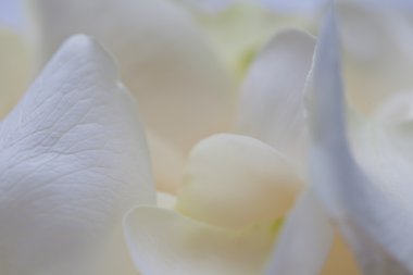 beyaz gül yaprakları