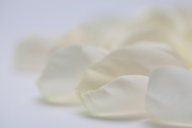 beyaz gül yaprakları