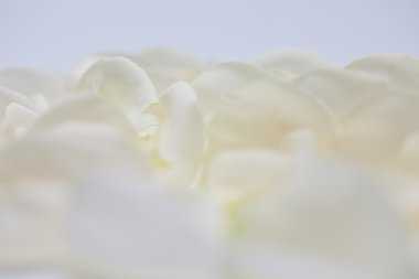 beyaz gül yaprakları